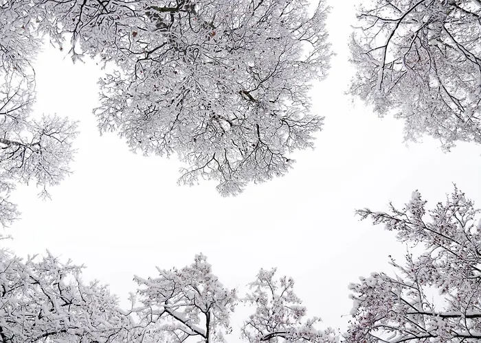 ذا إيديشن - شاليهات فاخرة